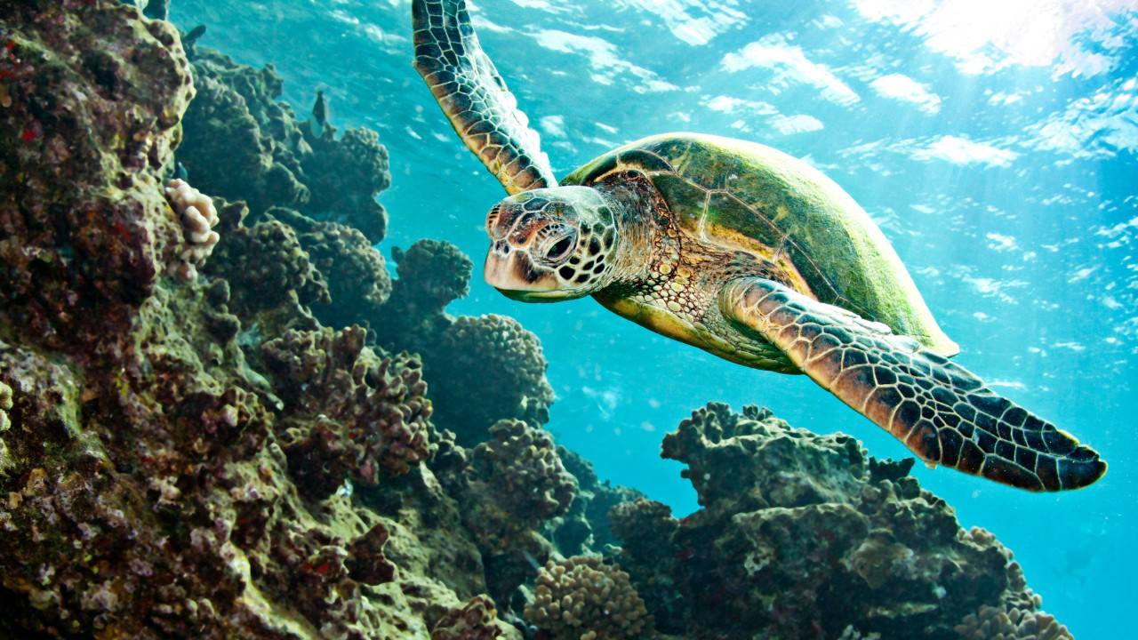 Has Lebanon Become An Unexpected Sea Turtle Sanctuary