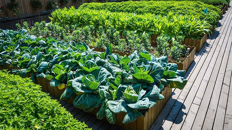 Healthy plants in a garden