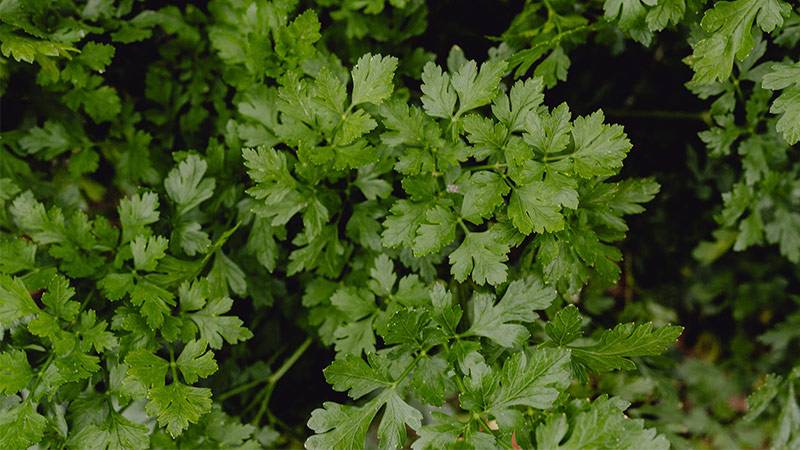 Herbs - cilantro