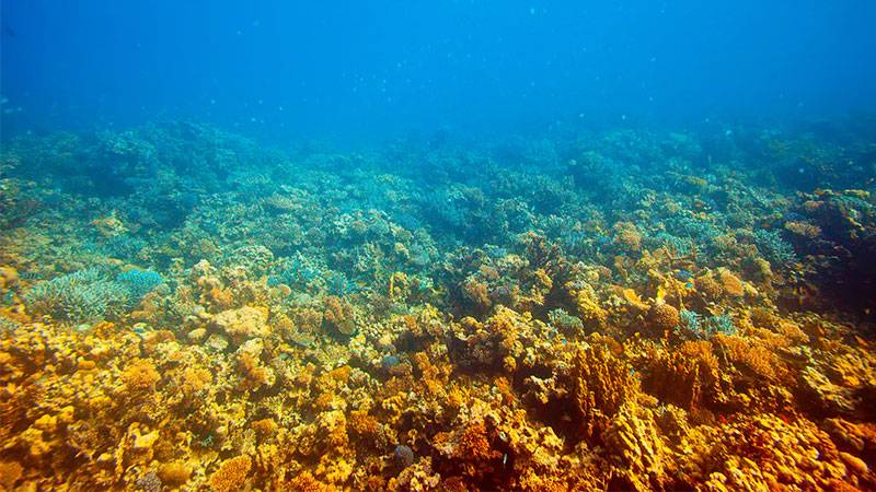 Featured image for Heroic Divers Battle Marine Heat to Save Florida's Coral Reef article