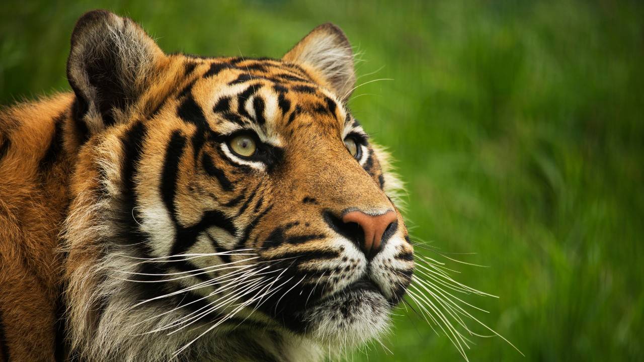 House Of Reps Passes Bill Featured In ‘Tiger King’ To Regulate Big Cat Ownership