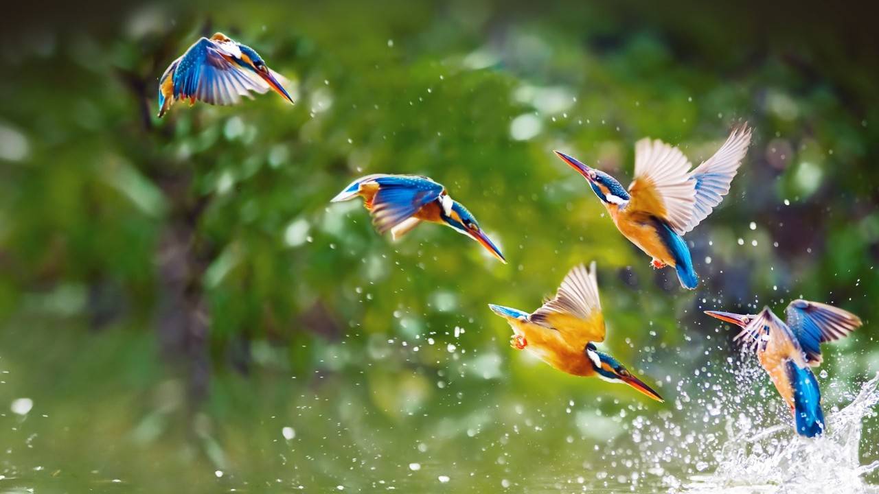 How Birds Influence Happiness