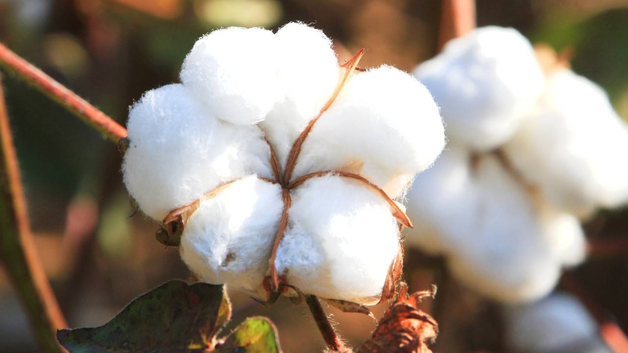 How Colored Cotton Could Make Fashion More Sustainable