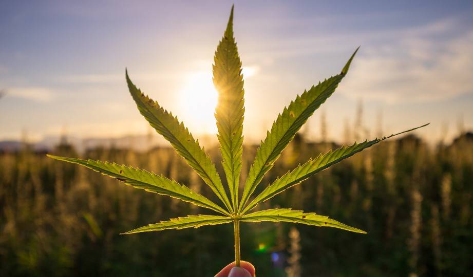 How Do You Make Toilet Paper Out Of Hemp