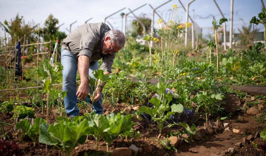 How Does No-Dig Gardening Work