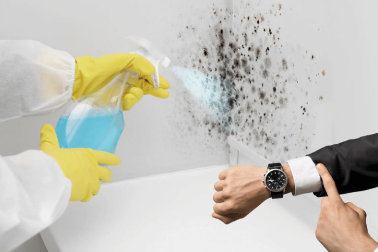 Does Alcohol Kill Mold and Mildew? GreenCitizen