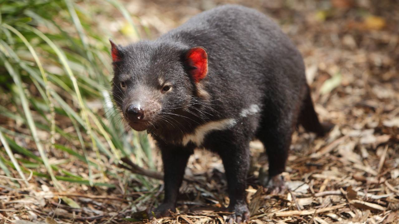 How Tasmanian Devils Can Heal Native Australian Forests