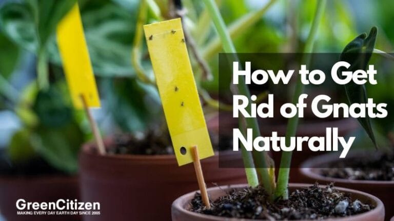 How to Get Rid of Gnats Naturally