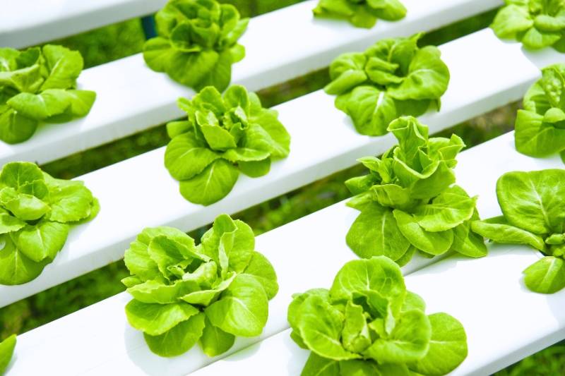 Hydroponic system for lettuce