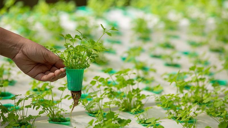 Types of hydroponic systems