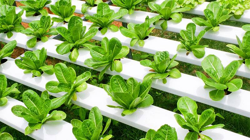 Hydroponics greenhouse