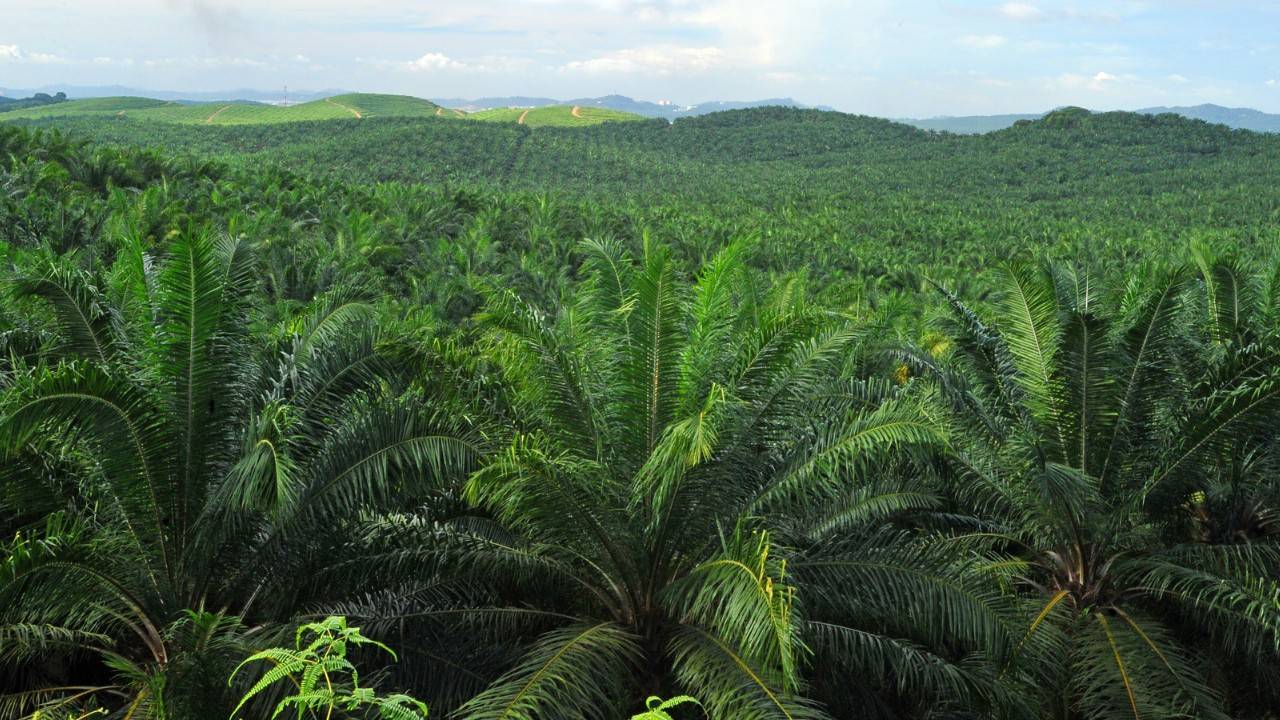 Indonesia Fines Palm Oil Firms $310M for Forest Infringements