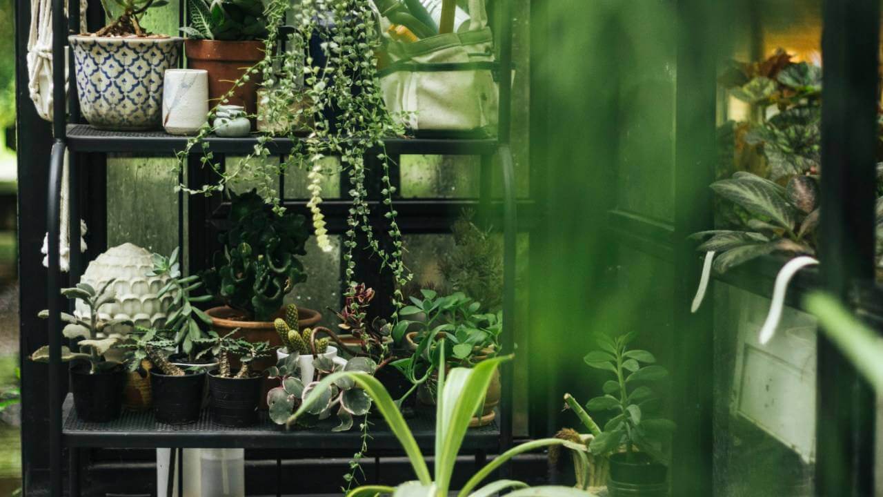 Indoor Greenhouse