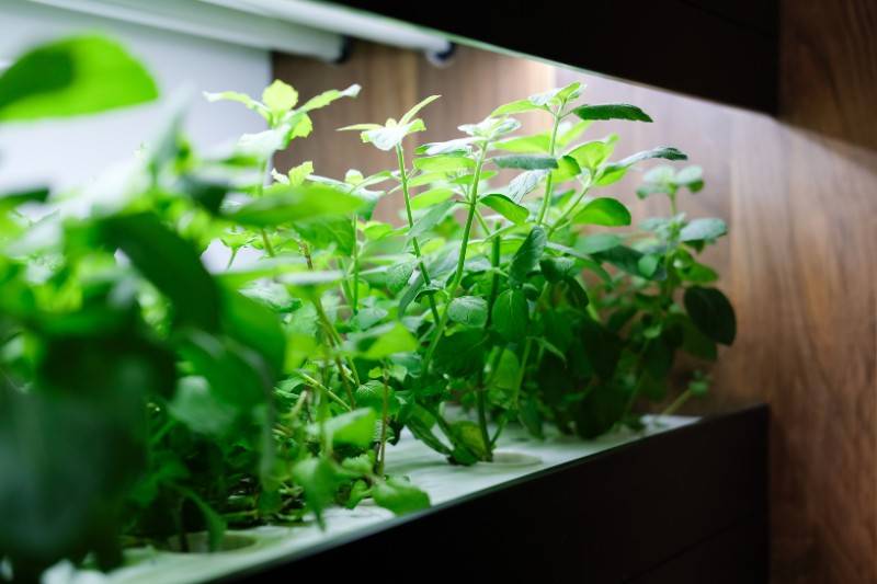 Indoor hydroponics system