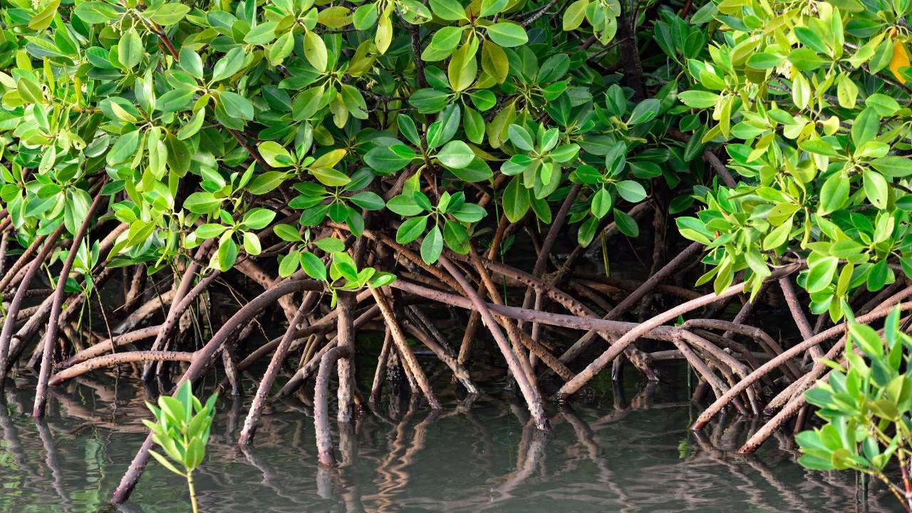 Kenya’s Mangroves Acknowledged For Carbon Credits