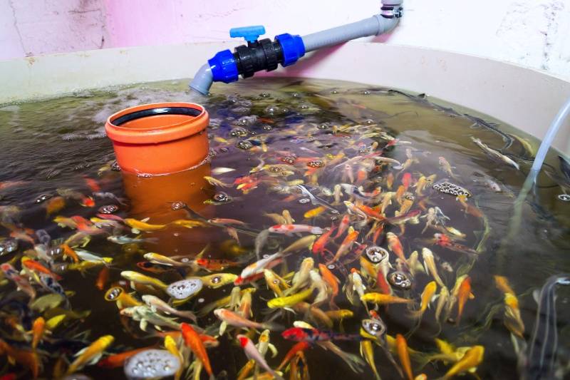 Koi fish in Aquaponics System