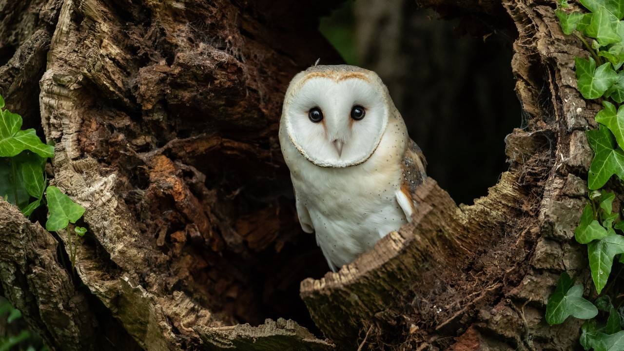 LSU Heal Injured Owl, Release It Back to the Wild