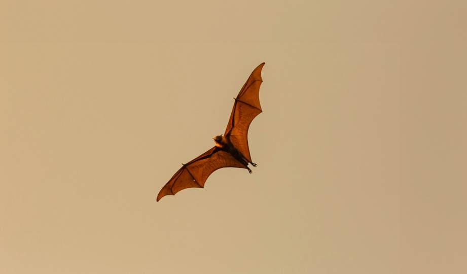 Lamotte's roundleaf bat, or Hipposideros lamottei