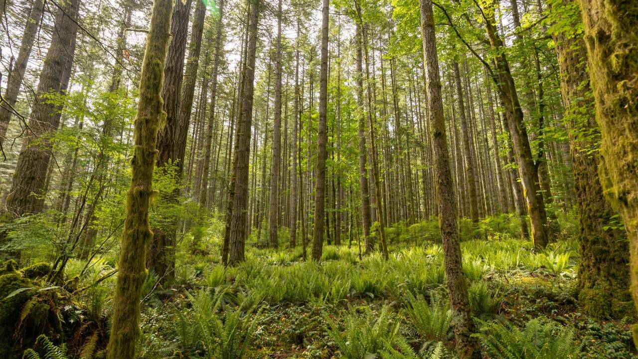 Land Is Worth More When Nature Takes Its Course, Study Says