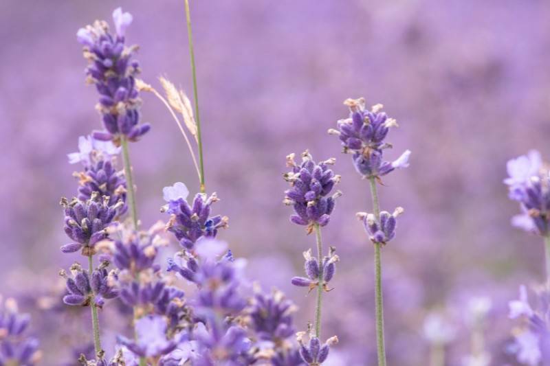 Lavender - plants that repel bugs mosquitoes