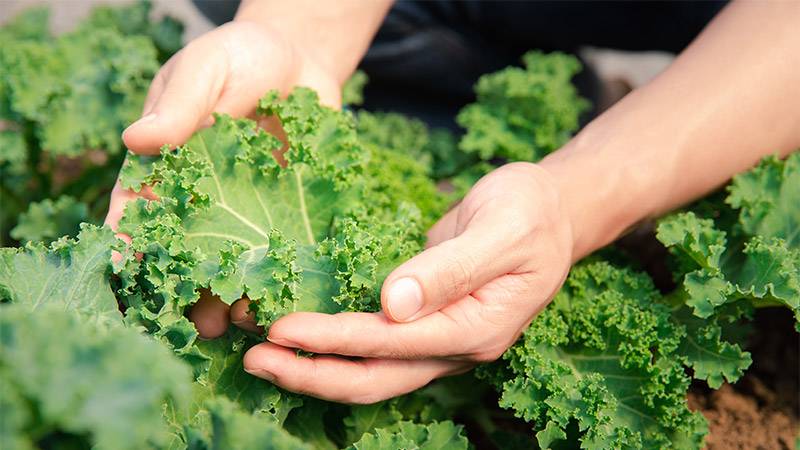 Leafy Greens - kale