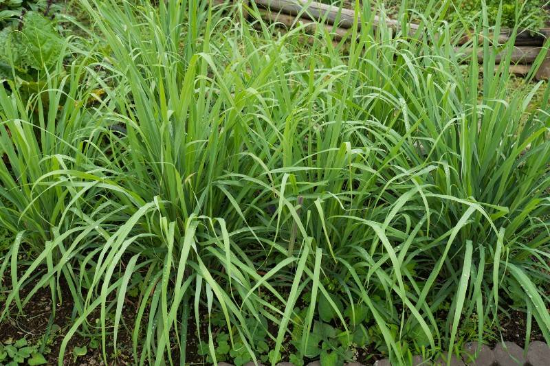 Lemongrass Citronella Grass - plants that repel bugs mosquitoes