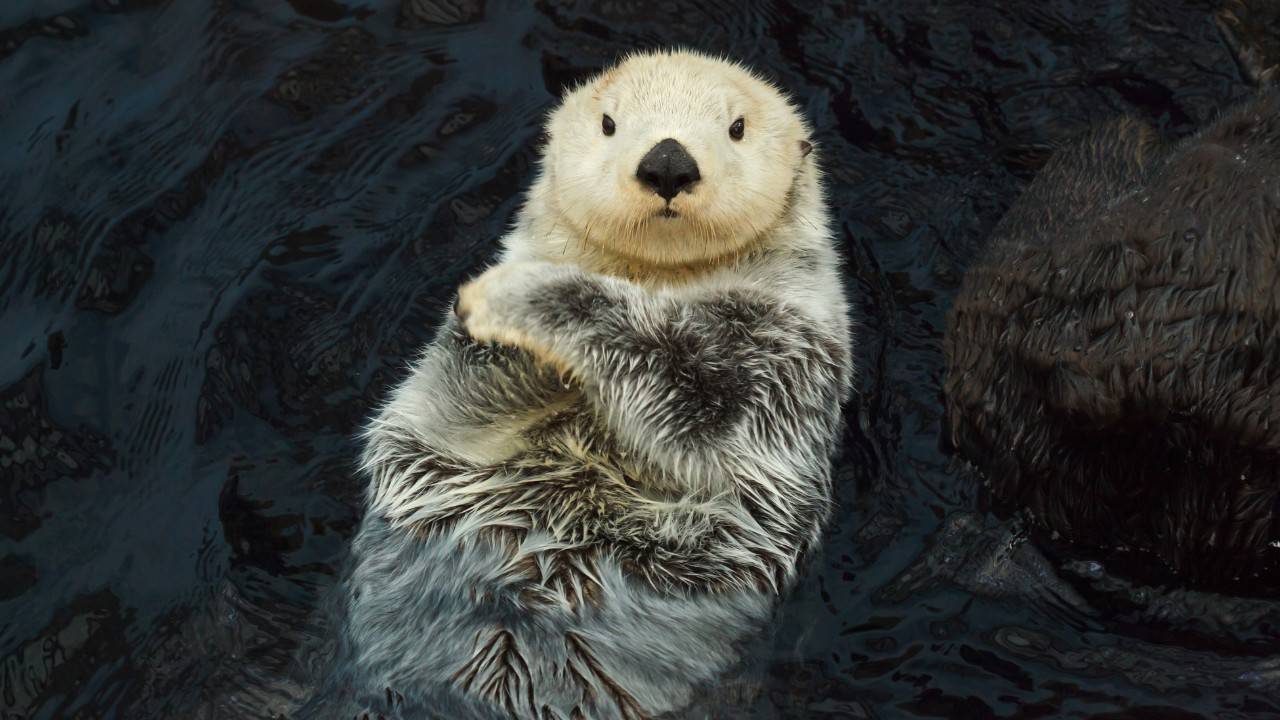 Let’s Bring Sea Otters Back To San Francisco Bay