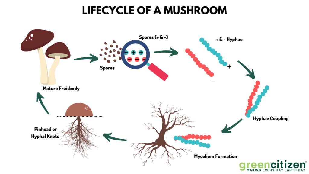 Lifecycle of a Mushroom