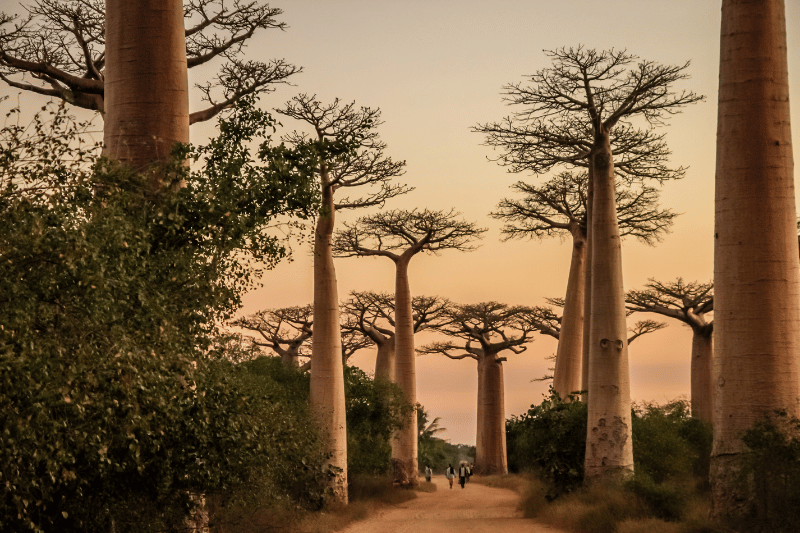 Madagascar: An Incredible African Journey