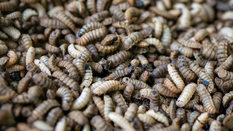 A writhing mass of maggots in compost