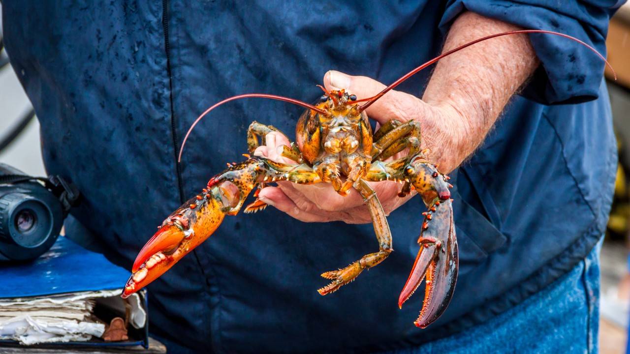 Maine’s Example Of Sustainable Lobster Fishing