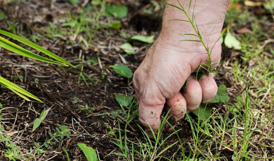 Maintaining Your No-Dig Garden Dealing with Pests and Weeds