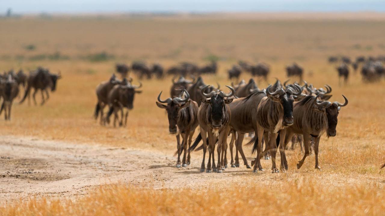 Mapping Big Game Migration In Wyoming