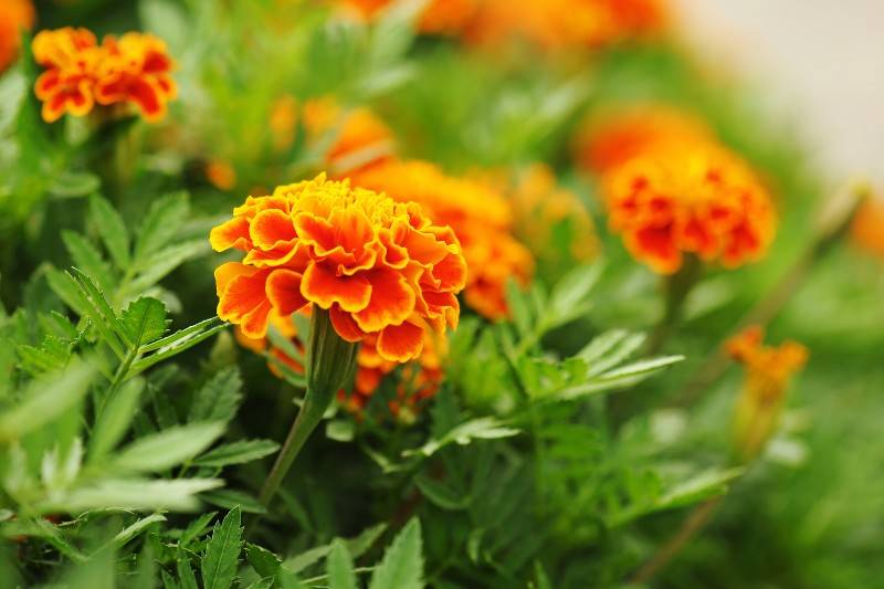 Marigold - plants that repel bugs mosquitoes