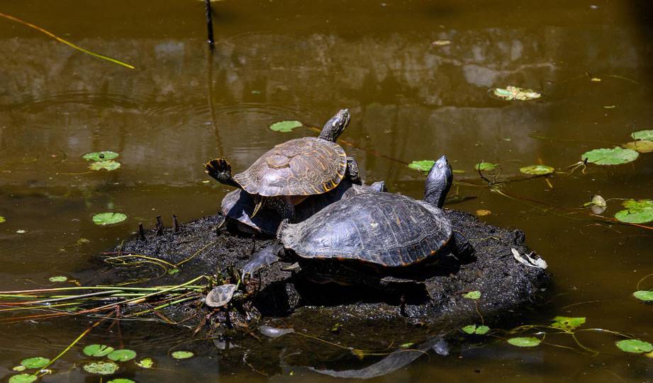 Mediterranean Island Sees Significant Increase In Turtle Population