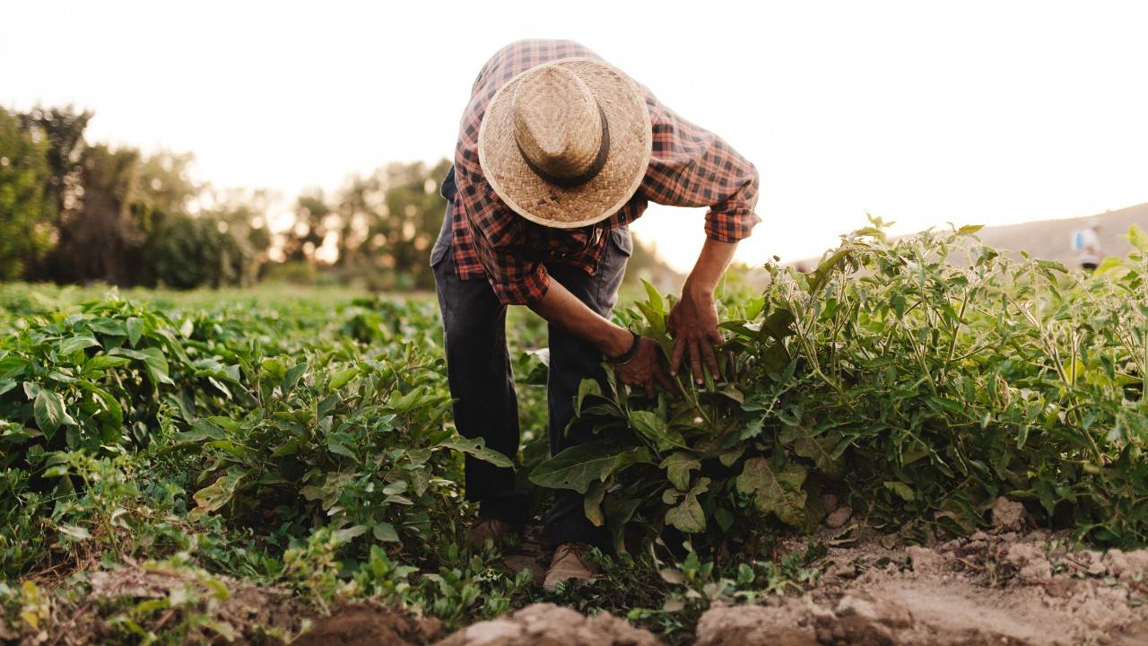 Mexican Farmer Dedicates Land to Carbon Capture