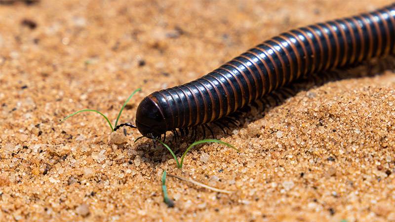 Millipede beneficial bug in compost