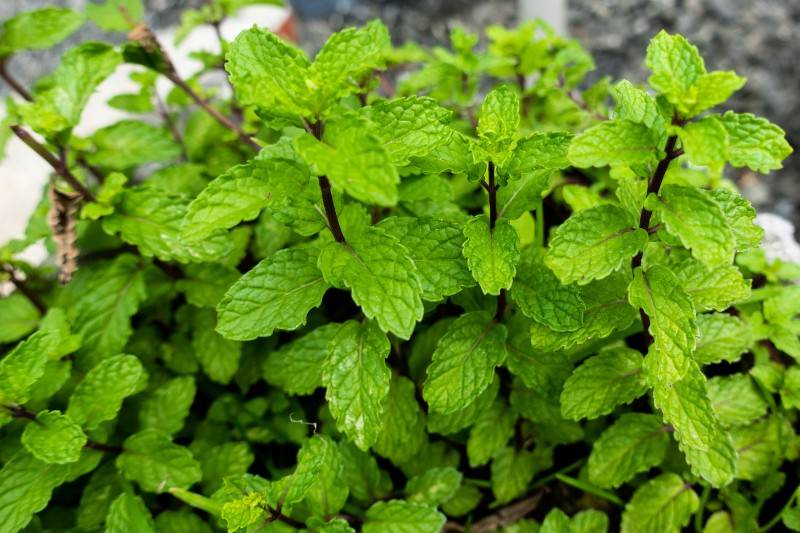 Mint - plants that repel bugs mosquitoes