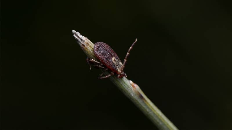 Mites good bug in compost