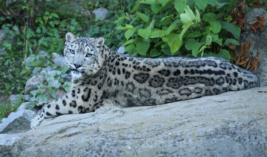 Mongolian Snow Leopard Research Reveals Surprisingly Good News for This Species