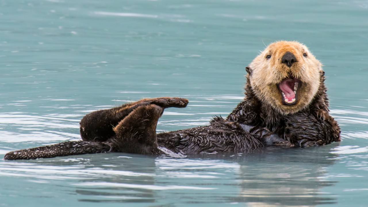 New £27M Bridge Opens, For Boosting Otter Population