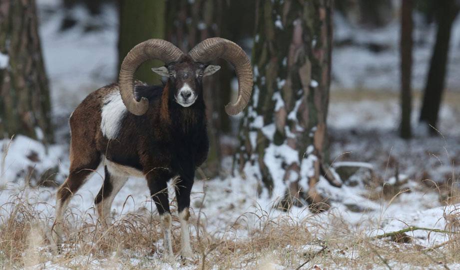 New Herd Of Bighorn Sheep Released In Little Belt Mountains