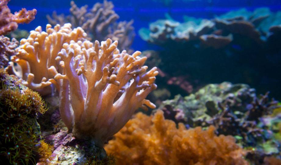 Northern Star Coral Research Could Help Protect Tropical Corals