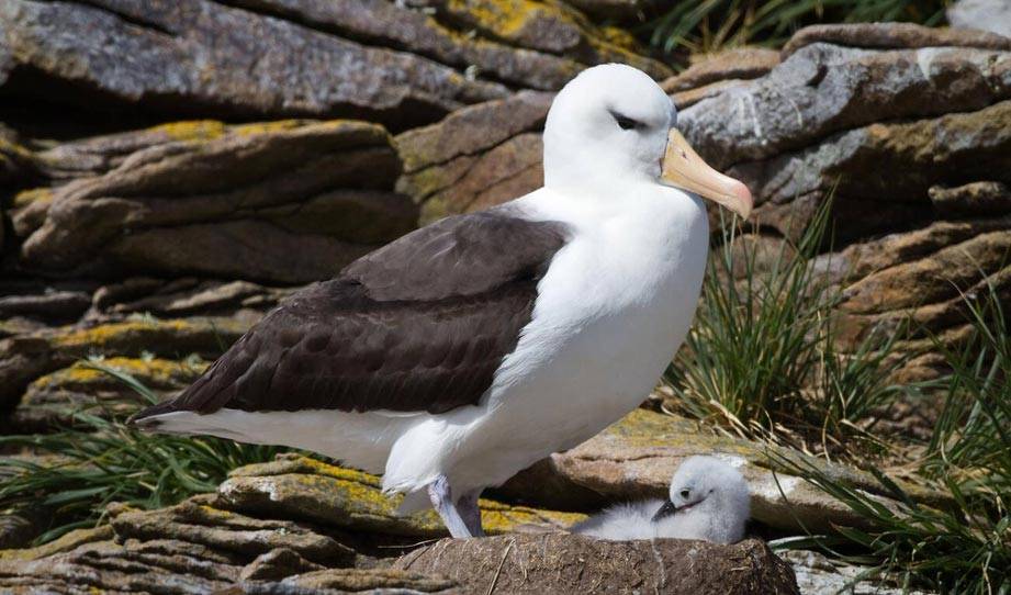 Oldest Known Albatross Brings New Life to the World With a New Chick