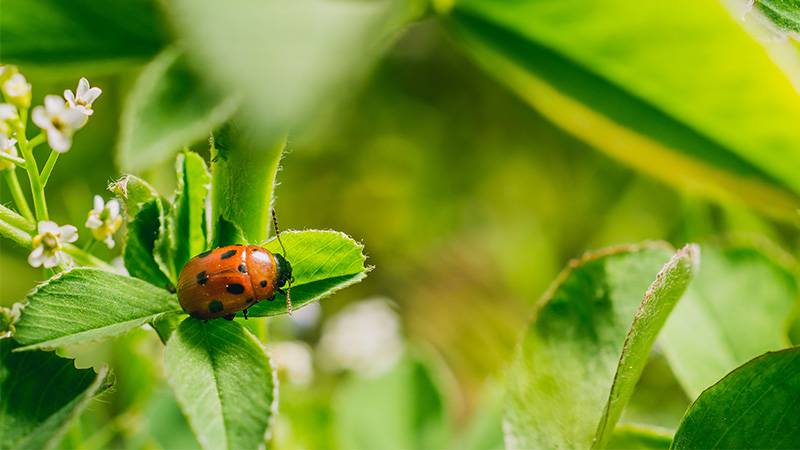 Overcoming Urban Challenges - Pesticides and Pollution