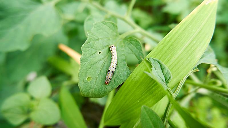 Pest Management in a Greenhouse