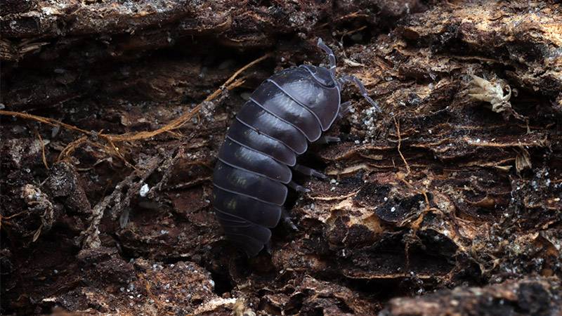 Pill bug in compost