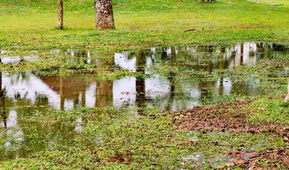 Planning Your Rain Garden