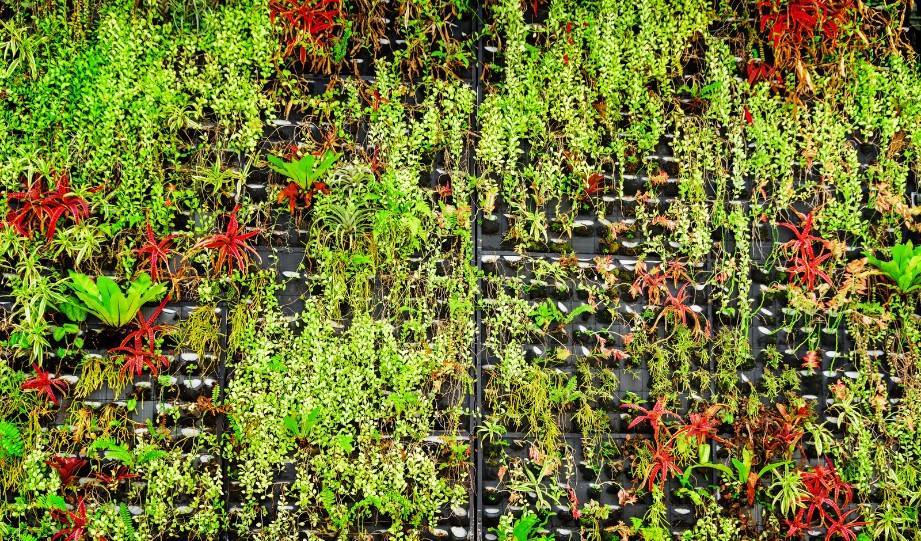 Planning Your Vertical Garden