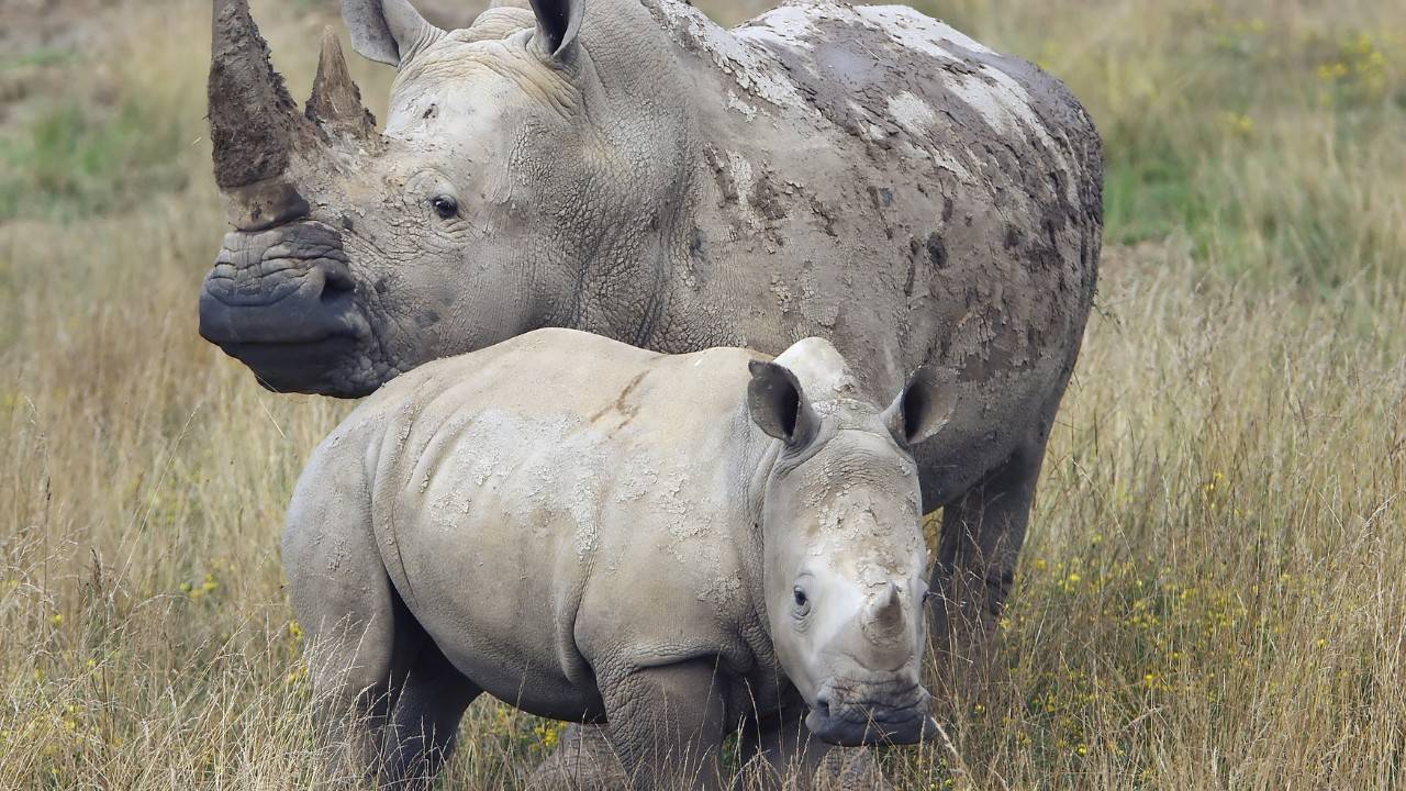 Rare Indian Rhino Baby Born In Poland Zoo